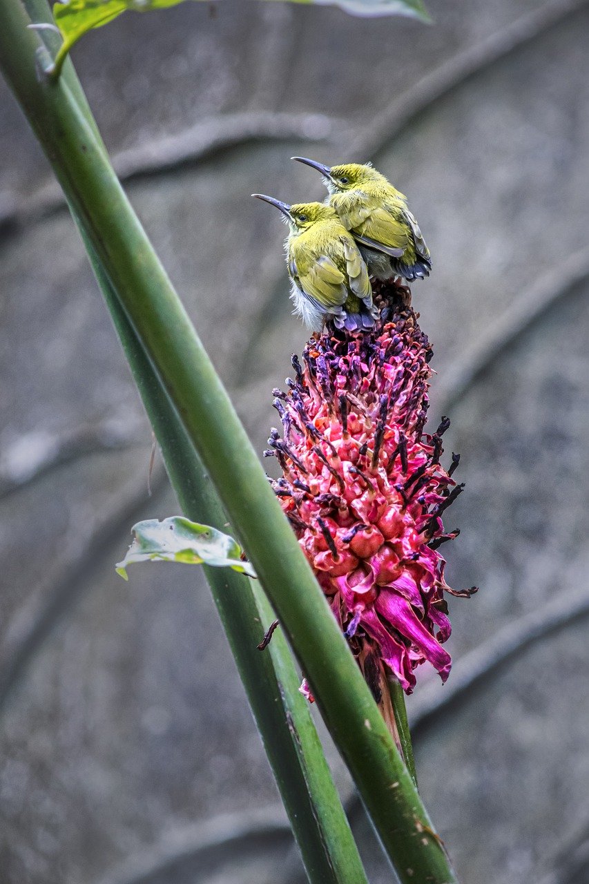 birds, little spiderhunter, arachnothera longirostra-7878846.jpg